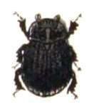 Image de Trox sabulosus (Linnaeus 1758)