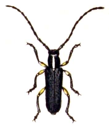 Слика од Phytoecia icterica (Schaller 1783)