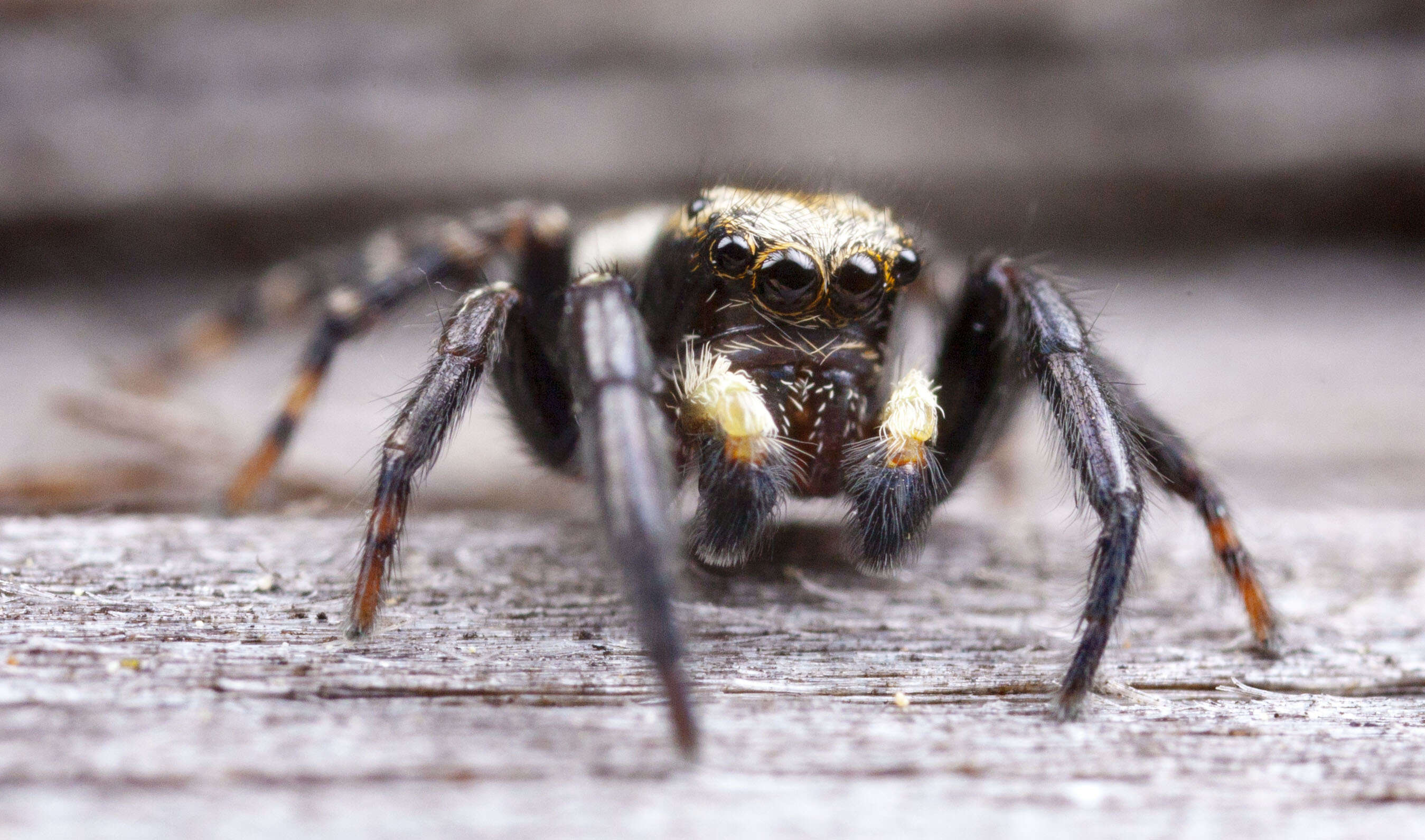 Image of Jumping spider