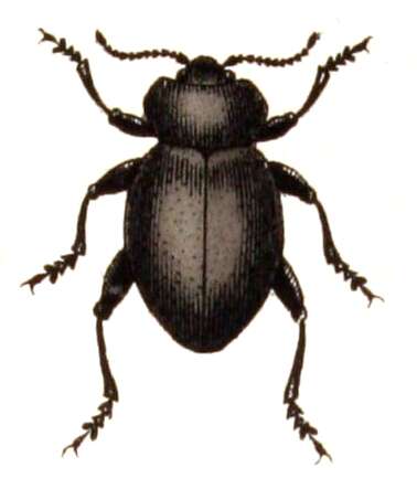 Image of Timarcha tenebricosa