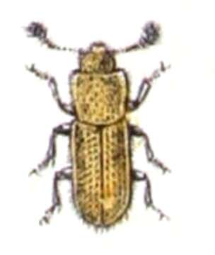 Image of Anommatus Wesmael 1835