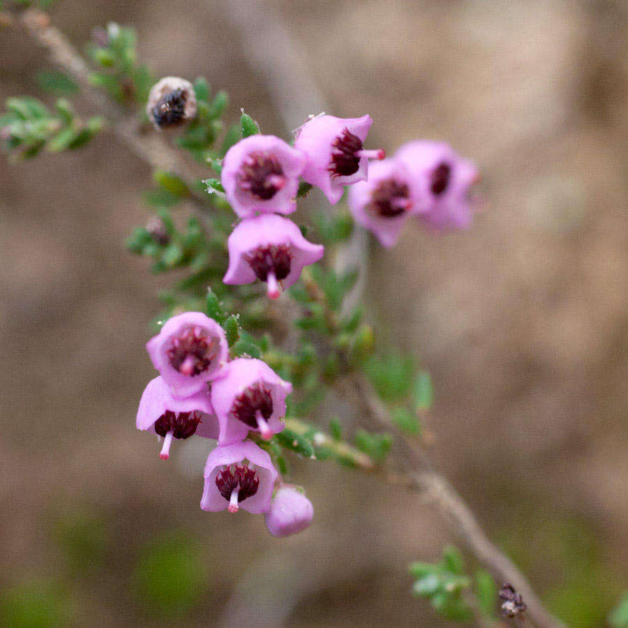 Image of Erica bicolor Thunb.