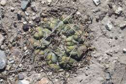 Image of Thelocactus hexaedrophorus subsp. hexaedrophorus