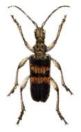 Image of Blackspotted Pliers Support Beetle