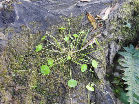 Image of streambank springbeauty