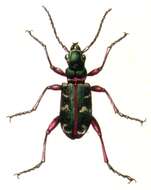 Image of Cicindela (Cicindela) sylvicola Dejean 1822