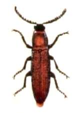 Image of Denticollis linearis