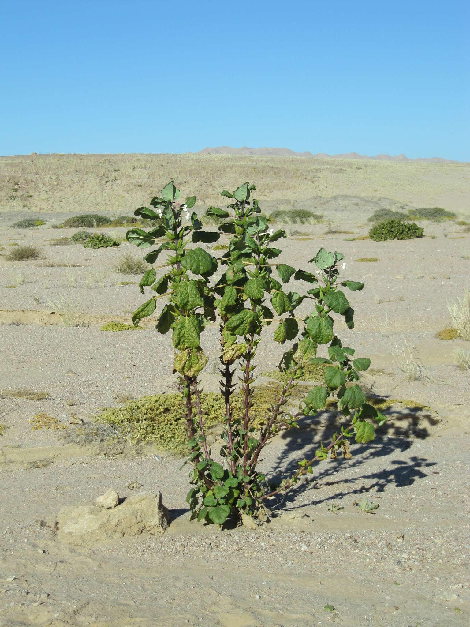 Image of Rogeria longiflora (Royen) J. Gay