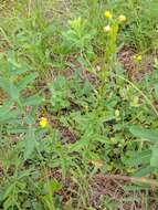 Image of Small sundrops