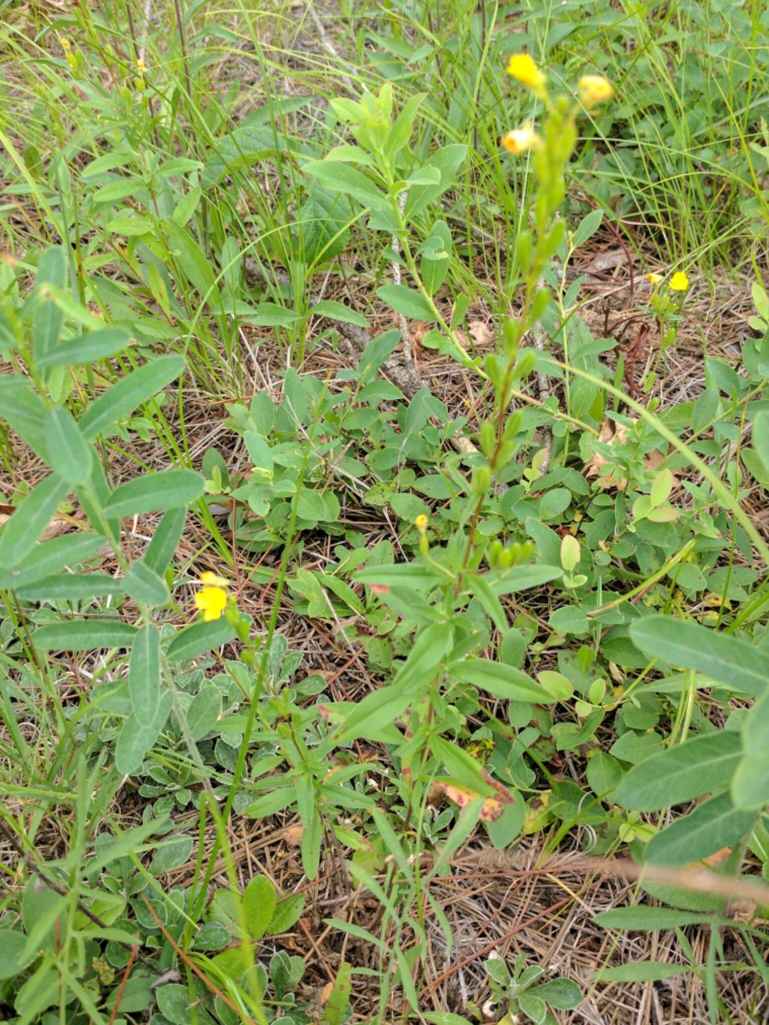 Слика од Oenothera perennis L.