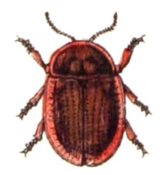 Image of Cassida (Lordiconia) canaliculata Laicharting 1781