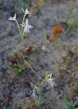 Image of Lapeirousia anceps (L. fil.) Ker Gawl.