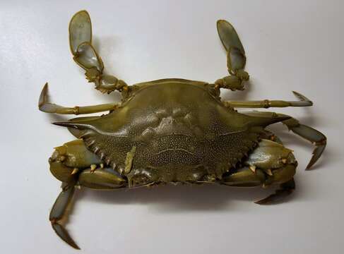 Imagem de Callinectes sapidus Rathbun 1896