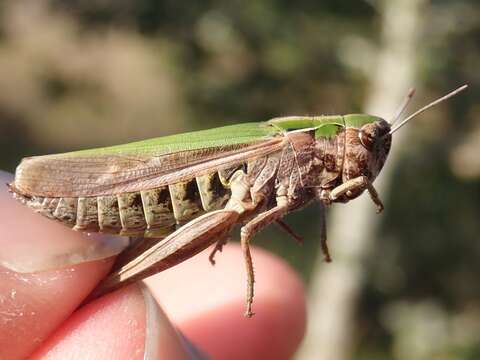 Image of Common green grasshopper