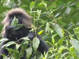 Image of Black Leaf Monkey