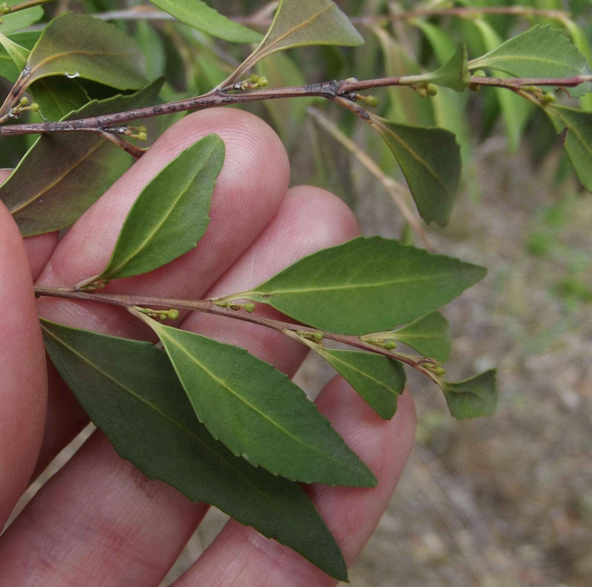 صورة Gymnosporia acuminata (L. fil.) Szyszyl.