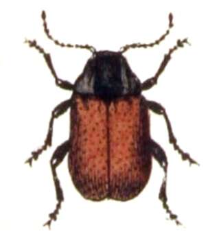 Cryptocephalus resmi