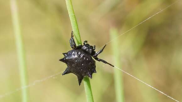 Image of Austracantha