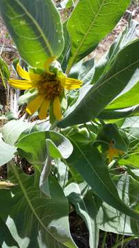 Image of whitehead mule-ears