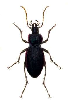 Imagem de Carabus (Morphocarabus) scheidleri Panzer 1799