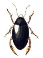 Image of Ilybius ater (De Geer 1774)