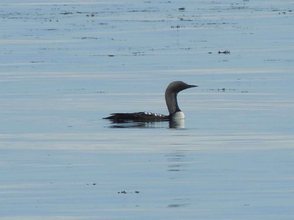Image of Pacific Diver