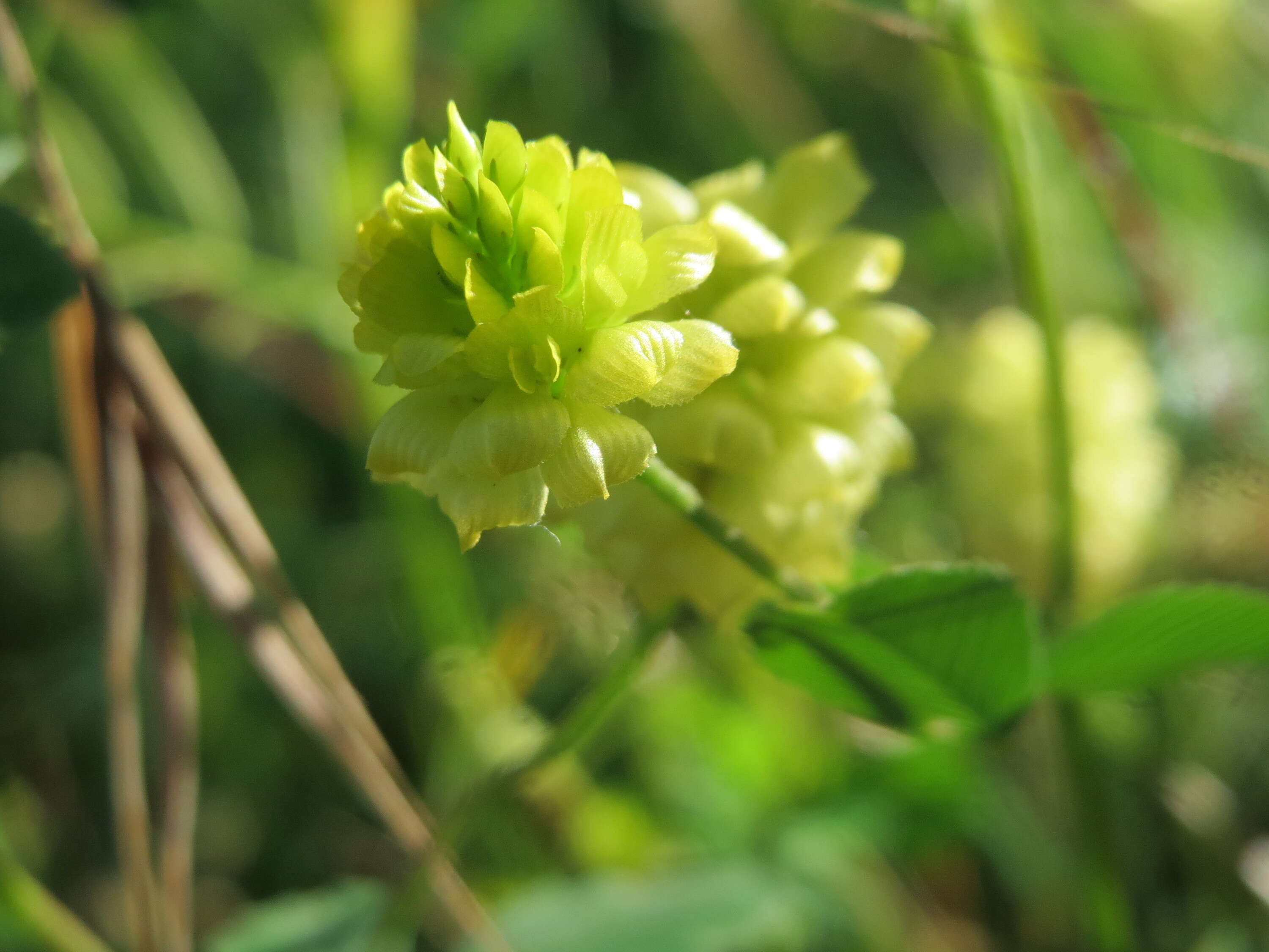 Image of field clover