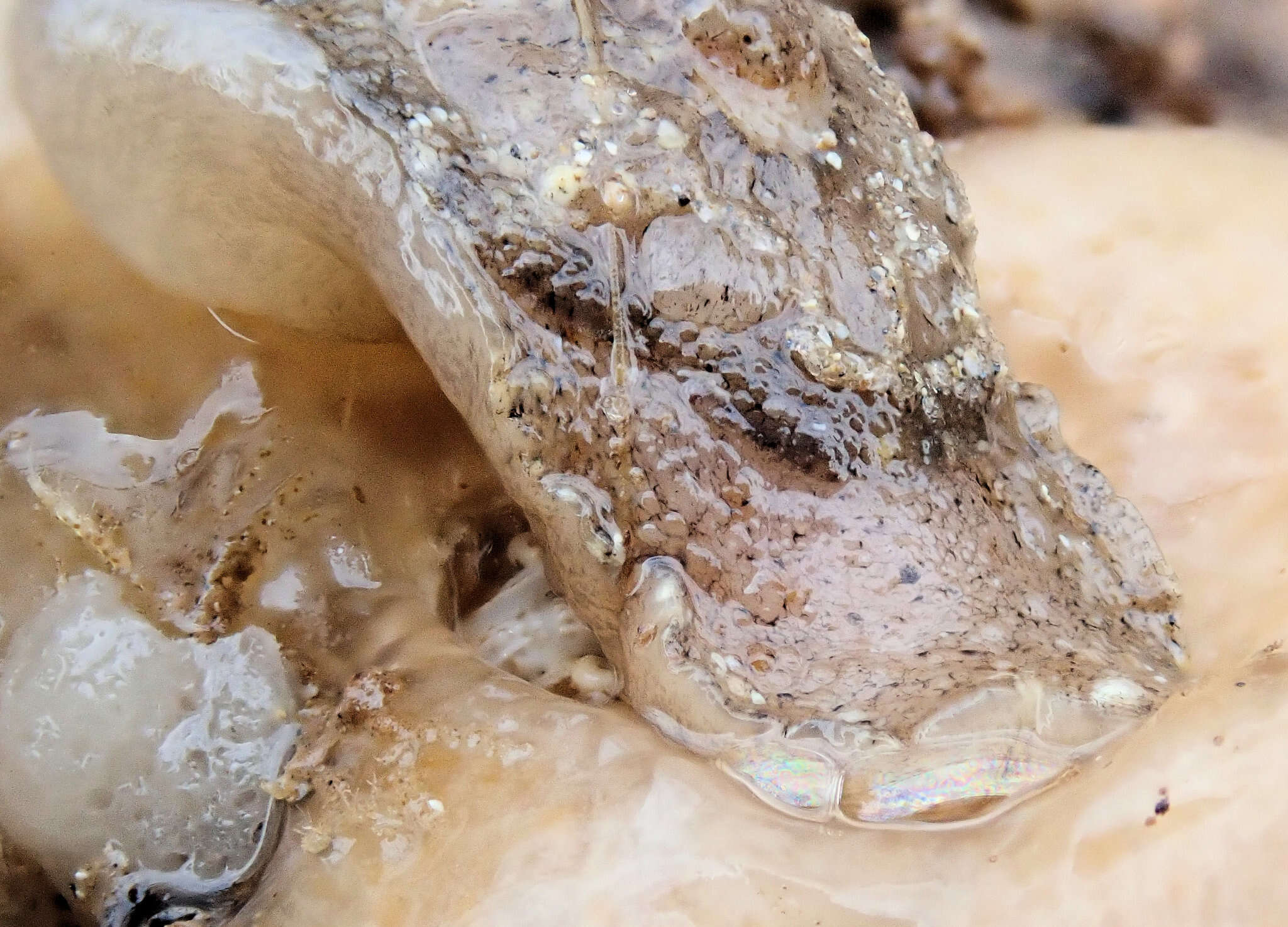 Image of Cosmetalepas concatenata (Crosse & P. Fischer 1864)