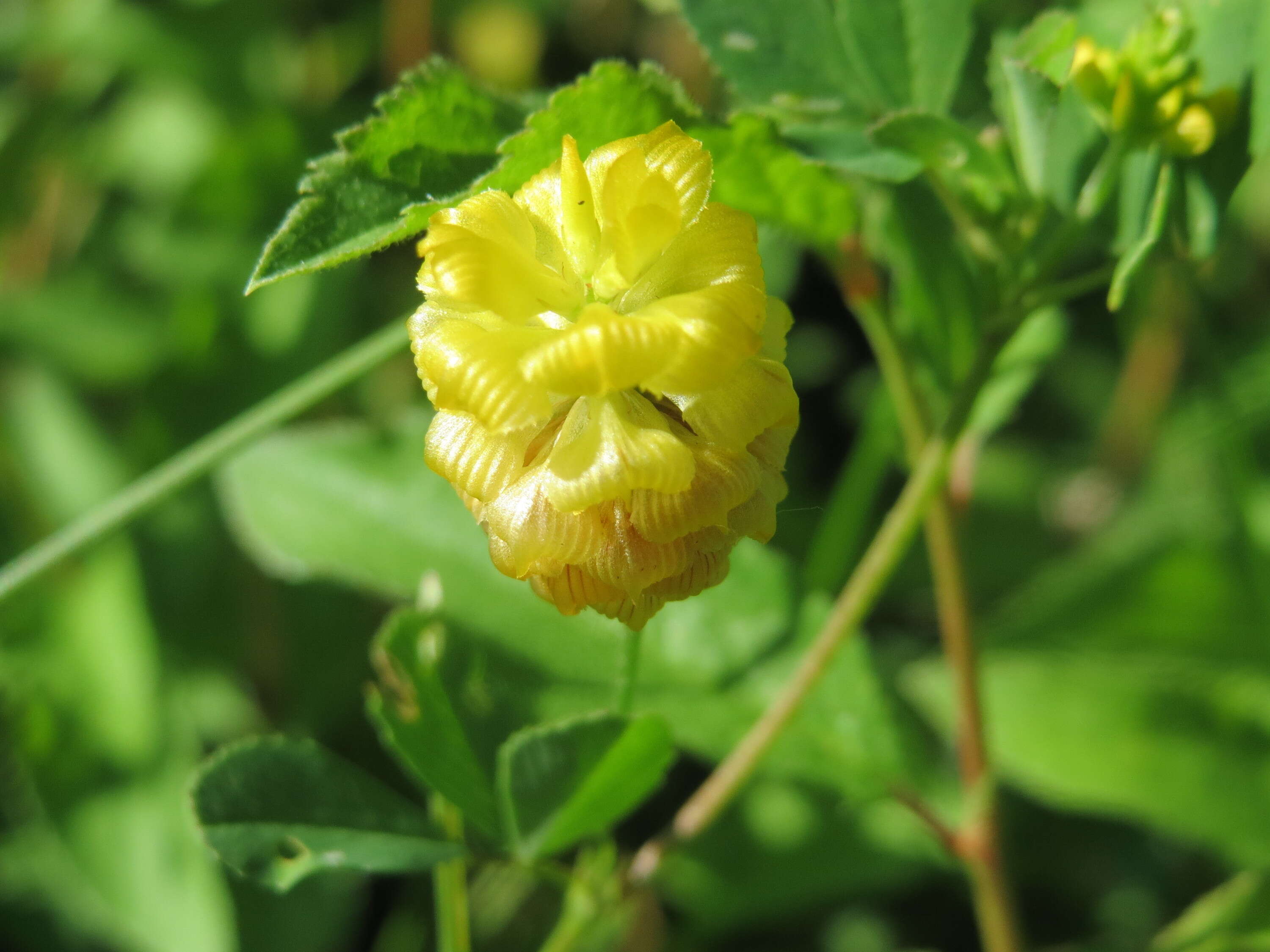 Image of field clover