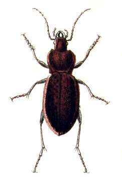 Image of Carabus (Oreocarabus) hortensis Linnaeus 1758