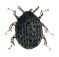 Image of Byrrhus pilula Linnaeus 1758