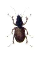 Agonum (Agonum) muelleri (Herbst 1784)的圖片