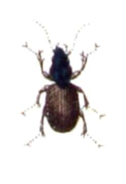 Image of Ground beetle