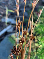 Imagem de Juncus drummondii E. Mey.