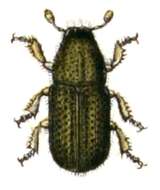 Image of European spruce beetle