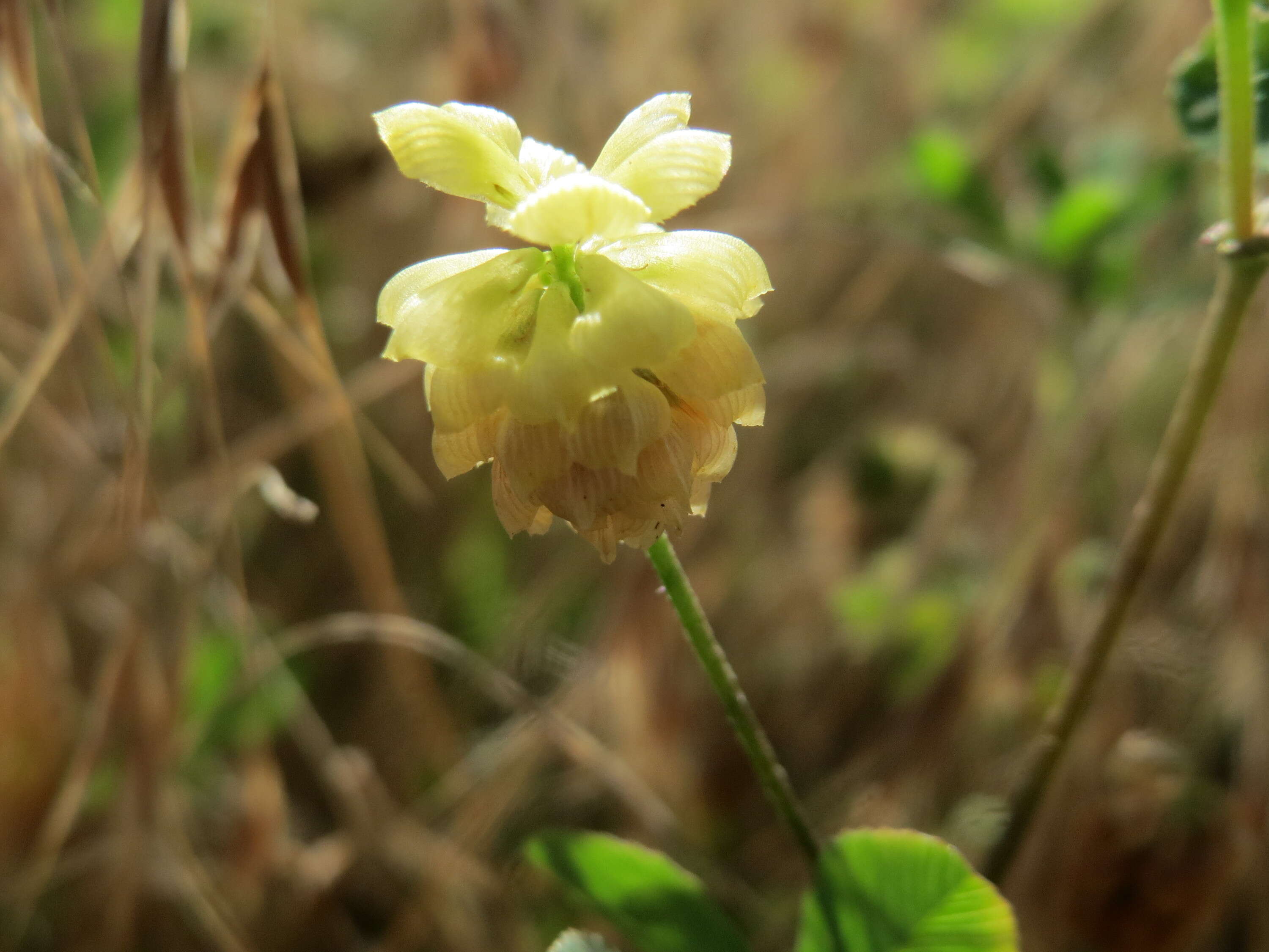 Image of field clover