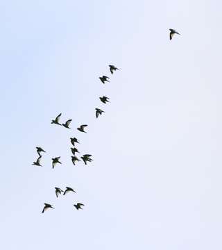 Image of Canary-winged Parakeet