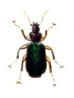 Image of Lebia (Lamprias) chlorocephala (J. J. Hoffmann 1803)