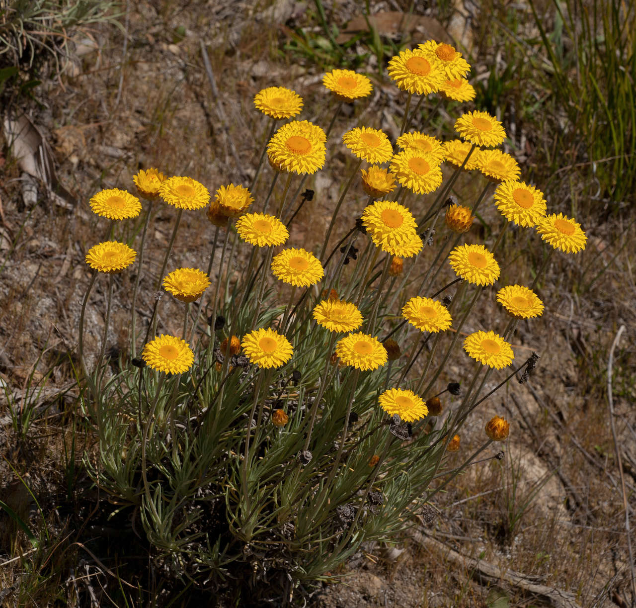 Слика од Leucochrysum albicans subsp. albicans