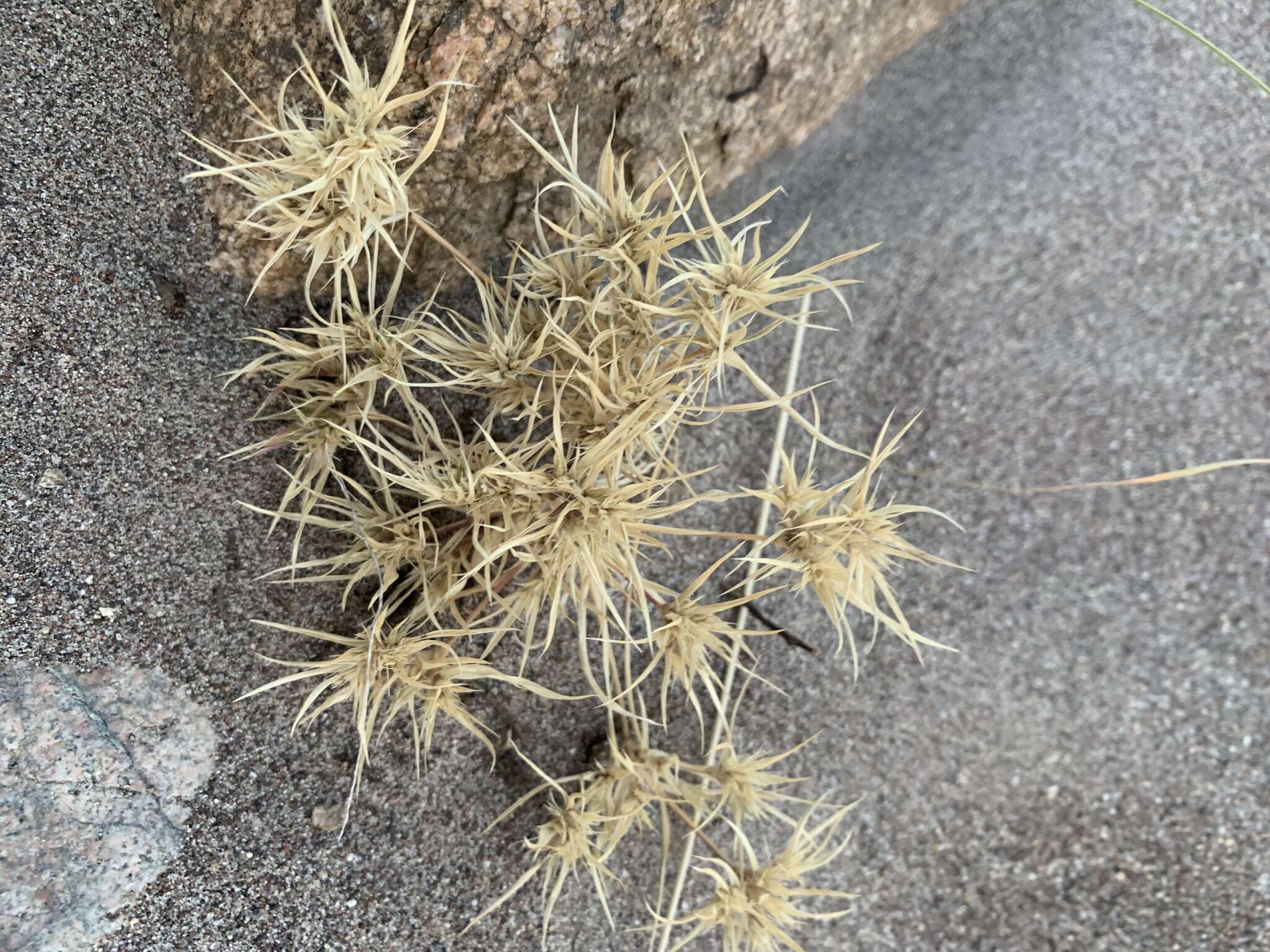 Image of false buffalograss