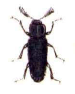 Image of Melasis buprestoides