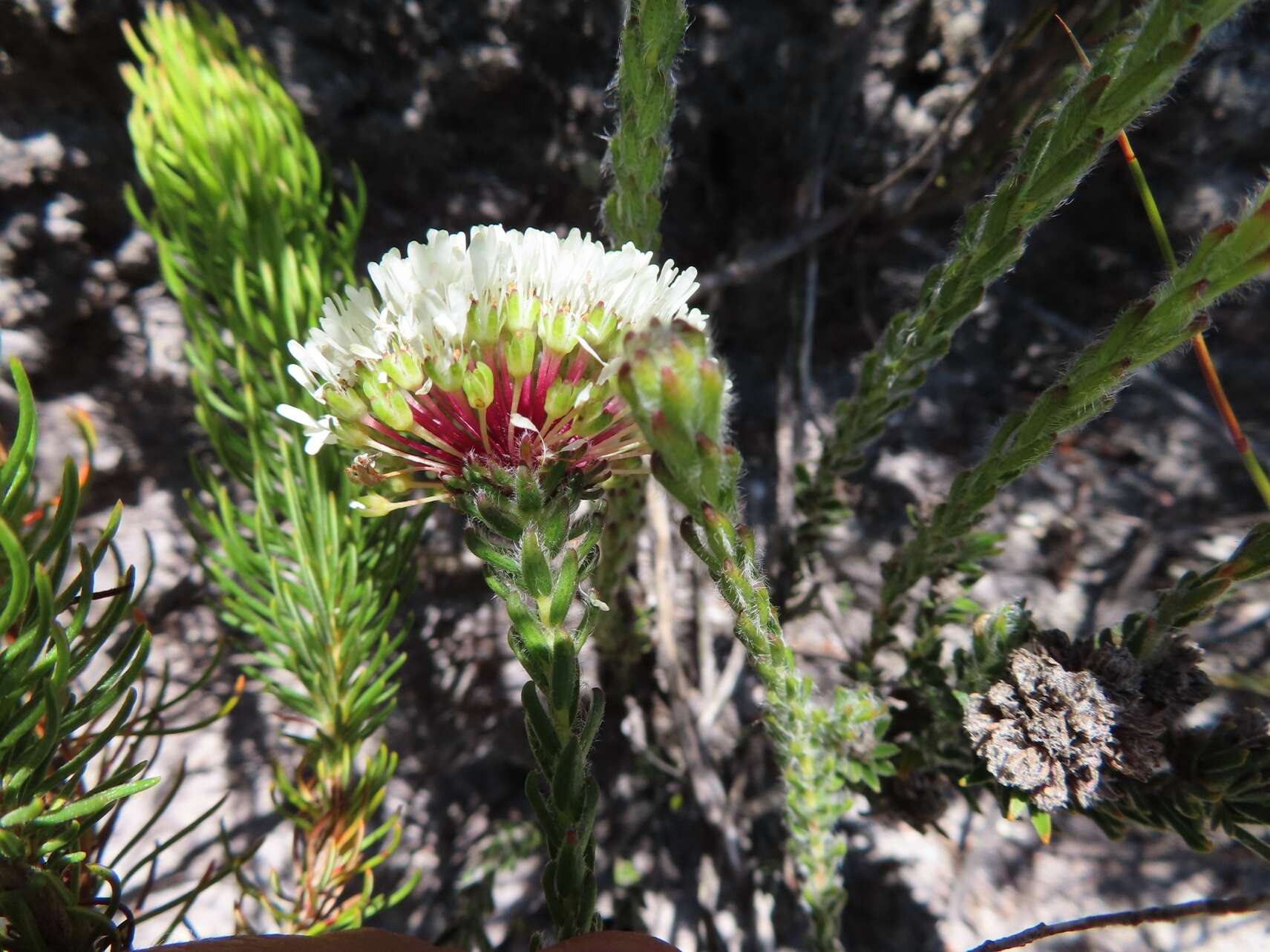 Image of Agathosma bifida (Jacq.) Bartl. & Wendl. fil.