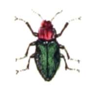 Image of Anthaxia nitidula (Linnaeus 1758)