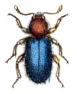 Image of Korynetes caeruleus