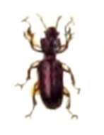 Image of Ground beetle