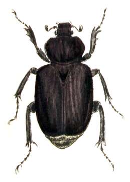 Image of Hermit Beetle