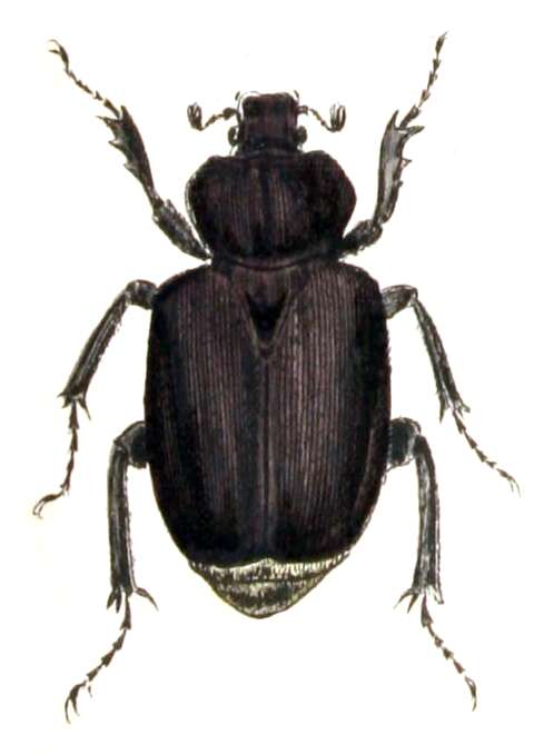 Image of Hermit Beetle