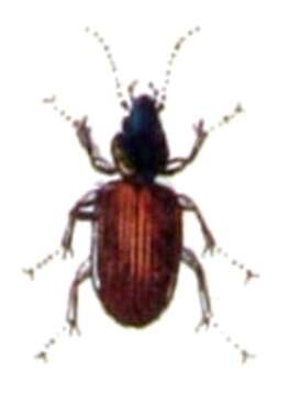 Image of six-point ground beetle