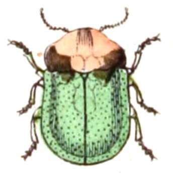 Image of Cassida (Cassida) panzeri Weise 1907