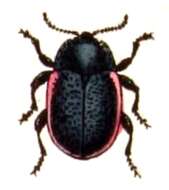 Image of Chrysolina sanguinolenta